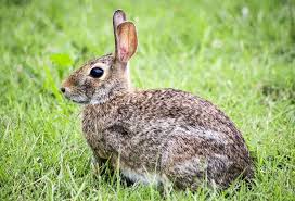 Keep habitat less attractive, by eliminating excess plant life or long grass. Tips For Catching A Stray Ohio House Rabbit Rescue