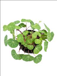 Image result for Stephania cyanantha