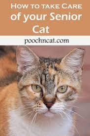 7 Senior Cats Caring Tips Pooch N Cat Cat Care And Health Senior Dogs Care Senior Cat Cats