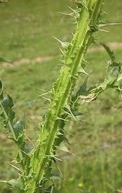 Image result for Carduus nyassanus