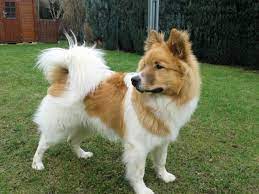 elo 10 hunde tiere
