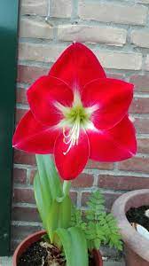 Amaryllis 20 Mei 2018 Amaryllis Flower Garden Flowers