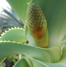Image result for Aloe arborescens × musapana