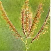 Image result for Acroceras macrum