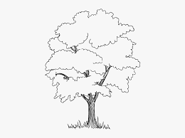 Simple tree outline free download clip art carwad net. Forrest Drawing Outline Jungle Tree Black And White Clipart Hd Png Download Transparent Png Image Pngitem
