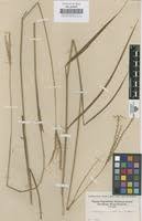 Image result for Trachypogon