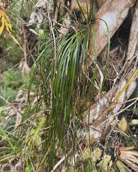 Image result for Vittaria isoetifolia