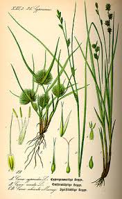 Image result for Carex steudneri