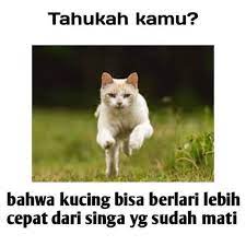 Kunjungi kedai barangan kucing online kami di :. Ngakak Online9 Ngakak Online9 Instagram Photos And Videos Kucing Pelawak Meme