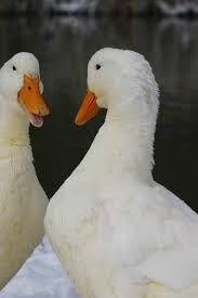 The eggs generally need to be incubated by keepers. The American Pekin Duck Or Long Island Is A Breed Of Domesticated Duck Used Primarily For Egg And Meat Production It Was Bred Pekin Duck Duck Feed Luv A Duck