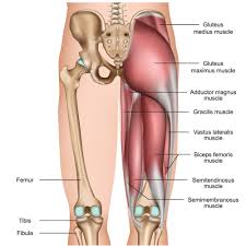 Trigger points in the quadratus lumborum (ql) are notorious for pain in the lower back, top of the hip, and buttocks that often extends down into the upper thigh. Myth Hamstring Tightness At The Back Of The Knee Is Not Hamstring Tightness Laguna Orthopedic Rehabilitation