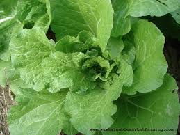 Maybe you would like to learn more about one of these? Asian Greens For January Chinese Cabbage Sustainable Market Farming