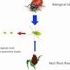 Host plant resistance can play a pivotal role in pest management in grain legumes and resistance to insect pestsshould be one of the major criteria in the development and release of new crop cultivars, in order to ensure prolonged cultivar life and cost effective production (sharma and crouch, 2004). 1