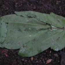 Image result for Gilbertiodendron dewevrei