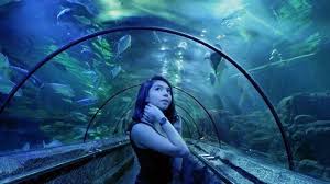 Berencana Liburan Natal Tahun Baru Di Seaworld Ancol Cek Harga Tiket Masuk Terbaru Desember 2020 Tribun Kaltim Apabila kamu sudah membayar harga tiket masuk seaworld indonesia maka kamu dapat menikmati wahana seworld ancol, berikut ini lain seperti bogor, bandung dan yang lainnya. harga tiket masuk terbaru desember 2020