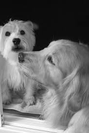 My Golden And My Westie Cute Animals Happy Dogs Dog Care