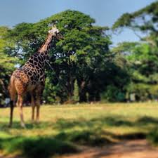 Mysore Zoo Mysore Zoo Mysore Palace Mysore