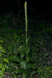 Image result for Satyrium schimperi