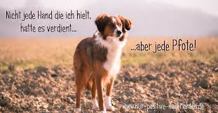 Ein tolles buch zum aufstellen und umblättern, jeden tag ein schöner spruch für die seele. Nicht Jede Hand Die Ich Hielt Hatte Es Verdient Aber Jede Pfote Spruch Uber Unsere Hunde Spruche Und Zitate