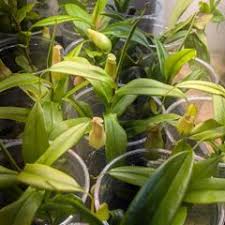 Image result for Monadenium pedunculatum