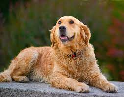 The goldenretriever community on reddit. Golden Cocker Retriever Wisconsin Usa Cute Doggies And Puppies Free Images