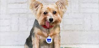 Please see our hardware page for attachment options. What Information Should You Include On Your Pet Id Tags Dog Tag Art