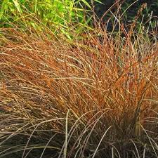 Red wooden trough with hypericum 'magical beauty', heuchera 'velvet night', carex petriei 'bronze form', carex oshimensis 'everest' credit: Carex Prairie Fire Ornamental Grass Seeds Carex Testacea Etsy In 2021 Ornamental Grasses Ornamental Grass Landscape Prairie Fire