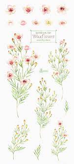 Waxflower Botanical Art Watercolor Floral Elements Etsy In 2021 Floral Wreath Watercolor Floral Watercolor Flower Art