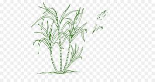 Drawing Of Family Png Download 640 480 Free Transparent Candy Cane Png Download Cleanpng Kisspng Pngtree offers sugar cane png and vector images, as well as transparant background sugar cane clipart images and psd files. candy cane png download cleanpng