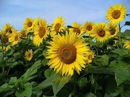 Helianthus Annuus Common Sunflower 50 Seeds Etsy In 2021 Organic Seeds Plants Flower Care