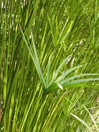 Image result for Cyperus sp.no.2