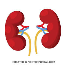 Kidneys Vector Image