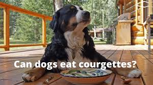 Maybe you would like to learn more about one of these? Can Dogs Eat Raw Courgettes Everything You Should Know Easy Spaniel Training