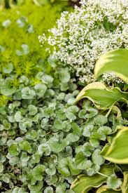 Lemon Coral® - Sedum mexicanum | Proven Winners