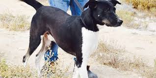 We proudly support monika's doggie rescue, cat protection society, sydney metropolitan wildlife services and guide dogs nsw. Paws Rescue Qatar Animal Welfare Animal Rescue Animal Shelter Homeless Animals Charity In Doha