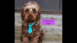 Springdale labradoodles is a breeder of miniature & medium australian labradoodle puppies located in greensboro, north carolina. Watson The Labradoodle From 1 To 2 Years Old Youtube