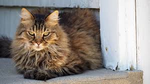 They are recognizable by their tufted ears and paws, sturdy build, fluffy double coat, and highly amicable nature. American Longhair Cat Cat Breeds Encyclopedia