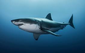 Watch full episodes and clips of popular primetime, daytime, late night and classic shows on cbs.com. Shark The Demonic Paradise Wiki Fandom