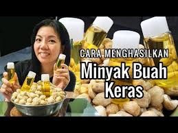 Buah barulah bisa dipane apanila permukaan buah sudah menggembung dan berair. Cara Menghasilkan Minyak Buah Keras Buah Kemiri Candlenut Oil Youtube