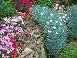 Dianthus Plants And Flowers Sherry S Place