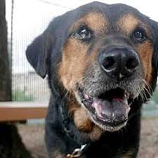 Black And Tan Coonhound Puppies For Sale In Pa Pet Card Dog Adoption Coonhound Dogs