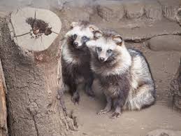 たぬき つがい 一生