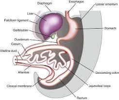 The large intestine, also known as the large bowel, is the last part of the gastrointestinal tract and of the digestive system in vertebrates. Anatomy Histology Embryology And Developmental Anomalies Of The Small And Large Intestine Clinical Gate