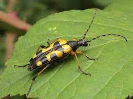 Maybe you would like to learn more about one of these? Longhorn Beetle Recording Scheme Uk Beetle Recording