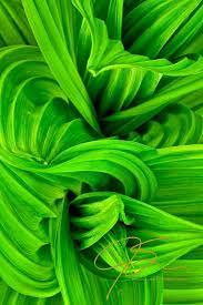 Craftsy Com Express Your Creativity Green Nature Abstract Photography Shades Of Green