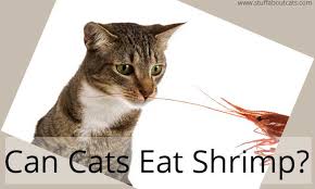 In a domestic setting, some prefer soft minced foods, or lots of gravy. Can Cats Eat Shrimp Can I Give My Cat