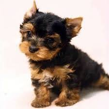 Find teacup puppies in canada | visit kijiji classifieds to buy, sell, or trade almost anything! Cute And Adorable Teacup Yorkie Puppies For Adoption Free Rethermoorison28 Gmail Com Chicago Heights Animal Pet