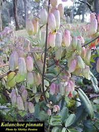 Image result for Kalanchoe pinnata