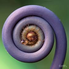 Image result for Dicranopteris elegantula