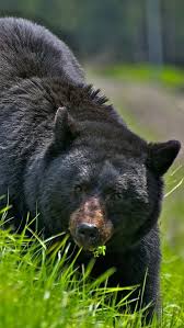 Black Bear Stuffed Animal Names Hello Sir I Would Like To Ask You About That Sandwich That You Are Holding I D Like To Take It From You American Black Bear Black Bear Bear